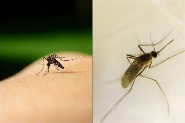 昼から夕方にかけて吸血するヒトスジシマカ（写真左）と夕方から夜にかけて吸血するアカイエカ（写真右）