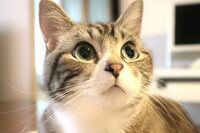 心臓病や骨折にも効果あり!? ねこの“ゴロゴロ”“モフモフ”がもたらす健康効果