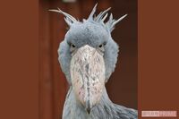 《あのスター動物は今》日清紡のCMで有名になったハシビロコウのふたば、写真集3冊のツンデレ人気動物の現…
