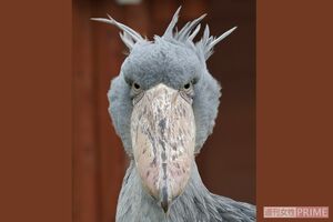 掛川花鳥園の感情豊かなハシビロコウのふたば