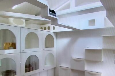 林かおる先生のねこ御殿