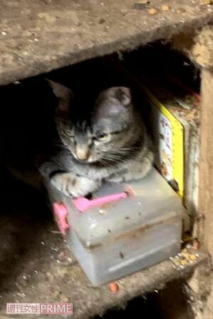 棚の中にも猫。何年も掃除されていないような状態で荒れ果てていた