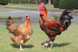 一度は絶滅したものの1992年からのプロジェクトで復元されたという『天草大王（原種）』