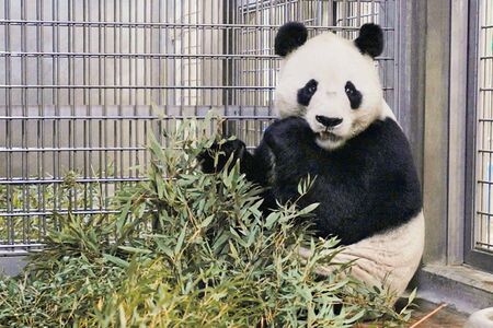 コウコウ（2代目）♂　写真／共同通信社