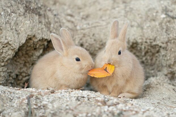 “半分こしようね”「これも1枚の葉っぱを一緒に食べているところです。仲よく食べているように見えますよね」（撮影／うさぎ写真家uta）