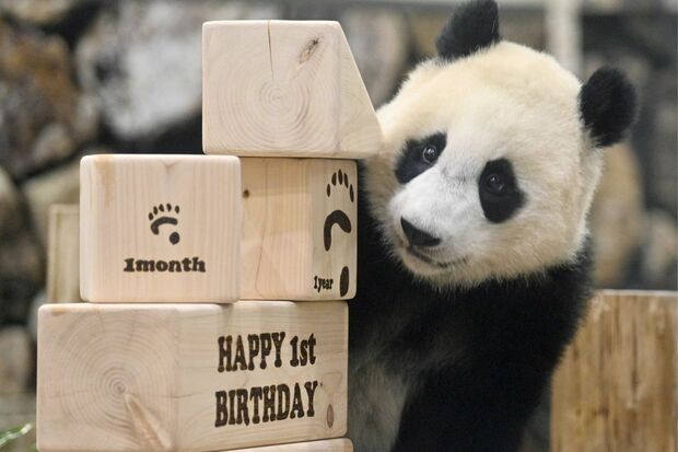 楓浜(ふうひん)。2021年撮影。1歳の誕生日をお祝い 写真/共同通信社