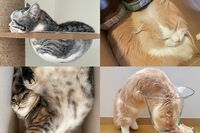 【2月22日はねこの日】のび~る・とけ~る・ぐにゃ~ん「ねこは固体であり液体である」その証拠が続々!“…