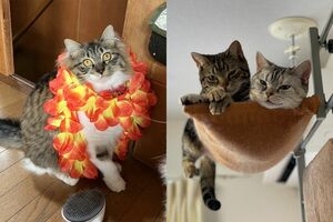 癒しの『猫ぐすり』　画像／飼い主提供