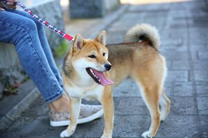 柴犬などの日本犬系は、高齢になるとボケの症状が多発する傾向がある（写真はイメージです）