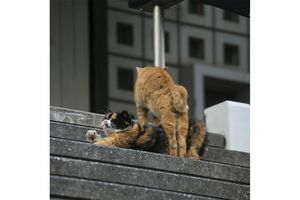 『ニャン生訓』より（写真：沖昌之）