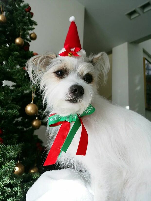 ジャックラッセルテリアとマルチーズのハーフである愛犬・ミレジュちゃんにメロメロ