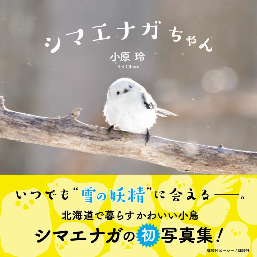 画像 写真 天使すぎる鳥 雪の妖精 と話題沸騰中 シマエナガちゃんを知っていますか ニュース概要 週刊女性prime