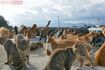 “猫の楽園”青島の様子