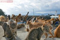 死骸が転がり地獄絵図と化した“猫の楽園”・青島を救った『TNR』って？