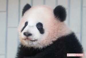 シャンシャン(7か月・メス)