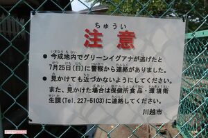 イグアナ“フアナちゃん”が脱走した地域に張り出された注意書き