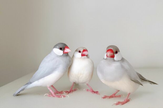 生活の相棒は4羽の文鳥たち。生き物の世話は大変だけれど、愛らしい姿に癒され、元気をもらっている