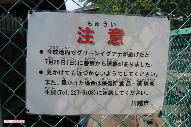 イグアナ“フアナちゃん”が脱走した地域に張り出された注意書き