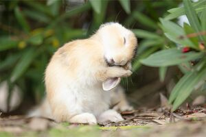 “ティモテ”「うさぎさんの毛づくろい中にお耳をきれいにしているところです。昔のシャンプーのCMを思い出させることからうさぎ界ではティモテという言葉が定着しています」（麿矢さん、以下同）（撮影／うさぎ写真家uta）