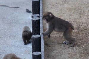 一回り大きくなり、すっかりお兄さんポジションになったパンチくん(市川市動植物園公式Xより)