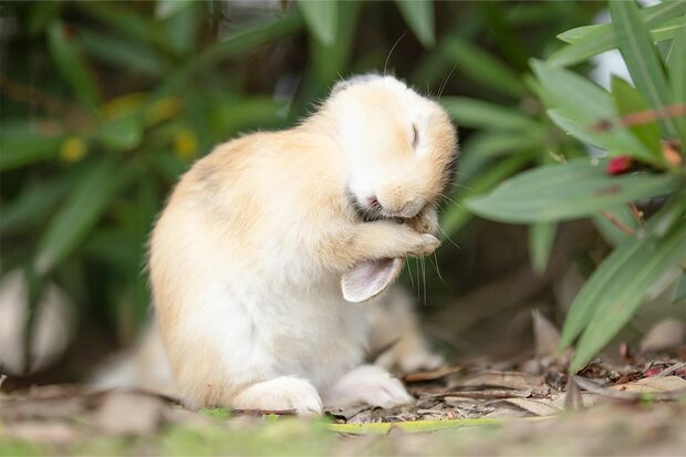 “ティモテ”「うさぎさんの毛づくろい中にお耳をきれいにしているところです。昔のシャンプーのCMを思い出させることからうさぎ界ではティモテという言葉が定着しています」（麿矢さん、以下同）（撮影／うさぎ写真家uta）
