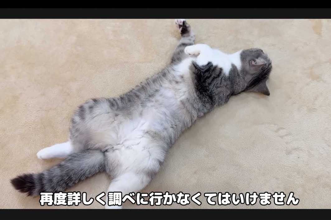 人気YouTube『もちまる日記』治療で活動休止に「飼い主が猫を 人気YouTube『もちまる日記』治療で活動休止に「飼い主が猫を