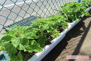 東浪見小の児童が育てるひまわり。花が咲いた株は会場などへ