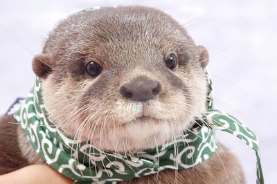 圧倒的かわいさで人気沸騰!「カワウソ」の魅力てんこ盛り企画展が開催
