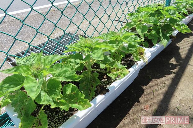 東浪見小の児童が育てるひまわり。花が咲いた株は会場などへ