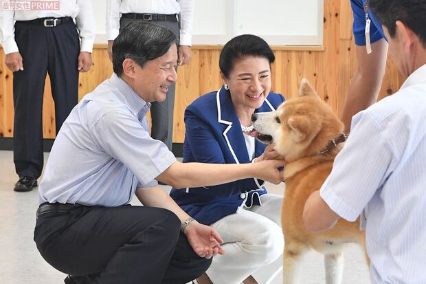 秋田県内にある動物愛護センターで秋田犬と触れ合ったり、保護猫もご見学（'19年9月）
