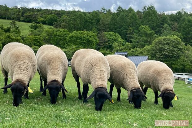 隣接するまきば公園、動物をぼーっと眺めても！