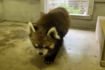休園日で静かな園内を、のびのびと歩き回って帰宅する風太くん(千葉市動物公園【公式】より)