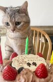 お母さんが買ってきたケーキで、愛猫キキの誕生日を祝った森下千里