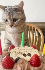 お母さんが買ってきたケーキで、愛猫キキの誕生日を祝った森下千里