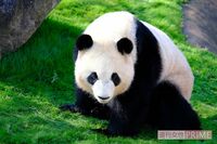 パンダの名前「同じ音を繰り返すのはなぜ?」上野動物園“独自の法則”ができた理由