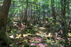 864年の噴火で溶岩が流れ出て、その上に広がるのが現在の青木ヶ原の樹海だ