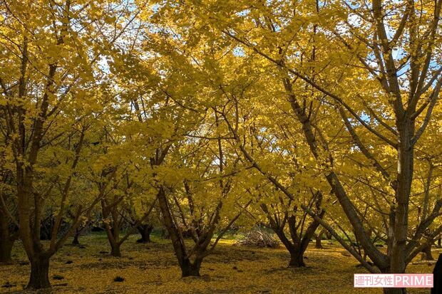 静岡県菊川市にある『平尾イチョウ並木』　写真／編集部