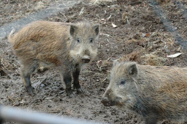井の頭自然文化園