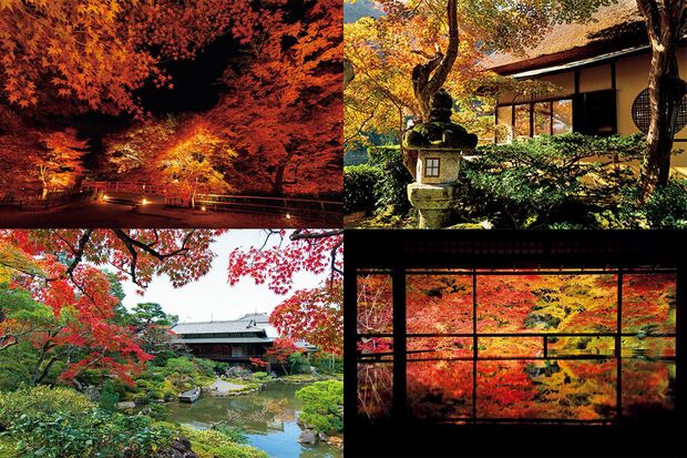 見頃を迎える京都・奈良の紅葉