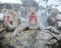 野生動物を間近で観察が人気 地獄谷の温泉ザル