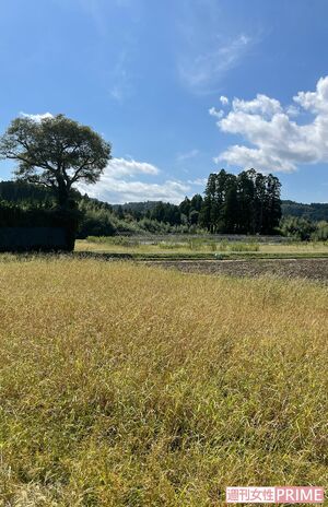 農作物や背の低い草が食い荒らされる。伊豆大島では希少な植物も絶滅の危機に