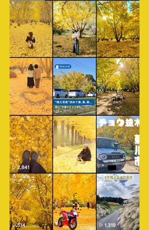 Instagramでは「平尾イチョウ並木」の投稿が増えている