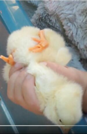 ふれあい動物展での風景。投げ飛ばされる、何度も子どもに乗られる、キツくつかまれる、エサケースに強引に突っ込まれる（PEACE提供）