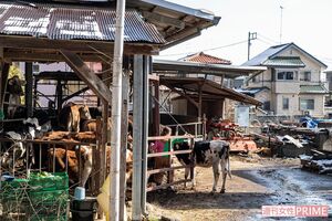 「都市型牧場」ならではの民家に囲まれた立地。においと騒音の苦情に対応するため試行錯誤を重ねた(撮影/齋藤周造)