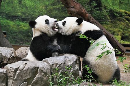 シャオシャオ♂＆レイレイ♀　写真／高氏貴博（毎日パンダ）