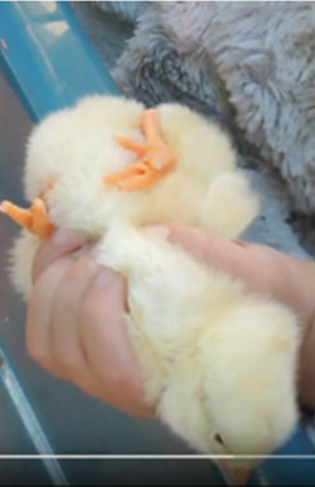 ふれあい動物展での風景。投げ飛ばされる、何度も子どもに乗られる、キツくつかまれる、エサケースに強引に突っ込まれる（PEACE提供）