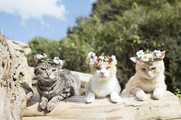 お花を頭にのせてまるでアイドル!?　3匹とも個性的でカワイイ～　(c)ねこ休み美術館