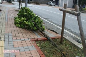 台風の被害で倒れた木(写真はイメージです)