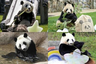 【国宝級のかわいさ】和歌山県『アドベンチャーワールド』で飼育中の4頭のパンダが中国に返還「元気に過ご…