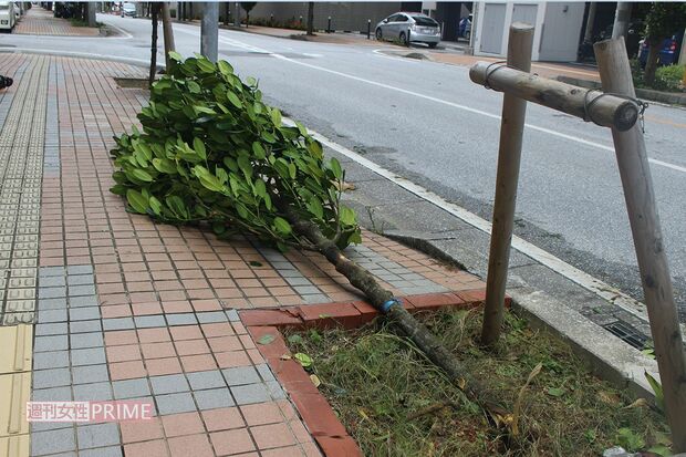 台風6号により木も倒れて